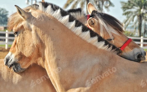 Preview: Affectionate Norwegian Fjord horses with jagged manes