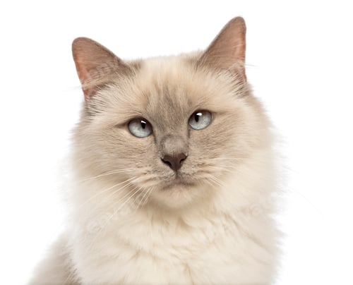 Preview: Close-up of a Birman looking at camera, crossed-eyes against white background