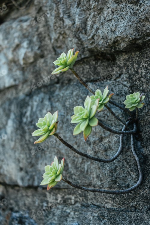 Preview: Aeonium succulent plant growing on a stone hedge