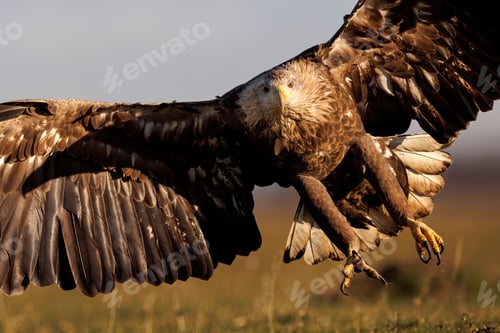 Preview: White-tailed eagle captured in mid-flight, with its expansive wingspan spread wide