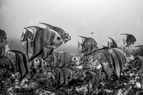 Preview: Schooling Atlantic spadefish, Puerto Morelos, Quintana Roo, Mexico