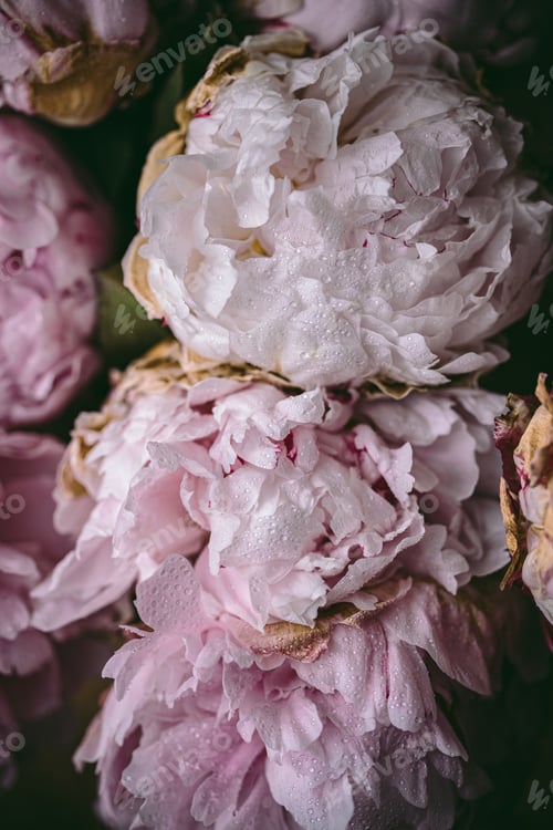 Preview: Pink macro close up peony flowers. Summer spring flowers. Water drops on petals. Beautiful bouquet