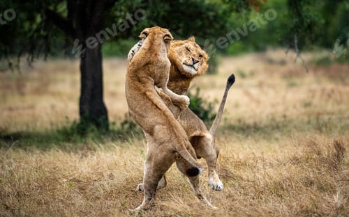 Preview: Two lions, Panthera leo, fight each other