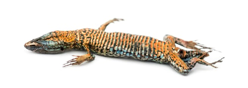 Preview: Dead Common wall lizard in state of decomposition, lying on its back, Podarcis muralis