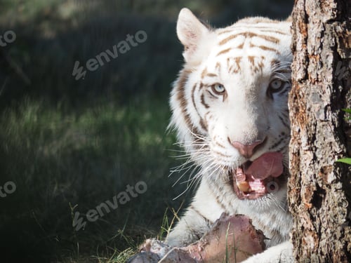 Preview: Majestic white tiger lies peacefully in a reclined pose