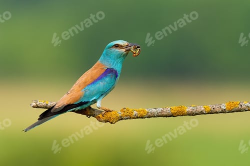 Preview: European roller holding caterpillar on tree with copy space
