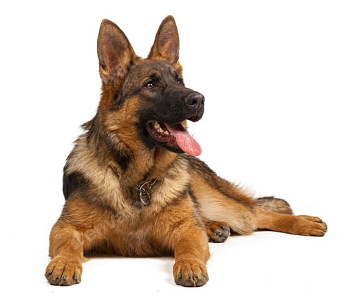 Preview: Portrait of a german shepherd dog isolated on white background