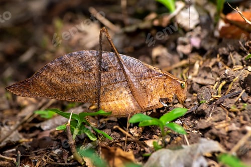 Preview: Brown leaf insect on a leaf. Leaf Grasshopper, Orophus tessellatus