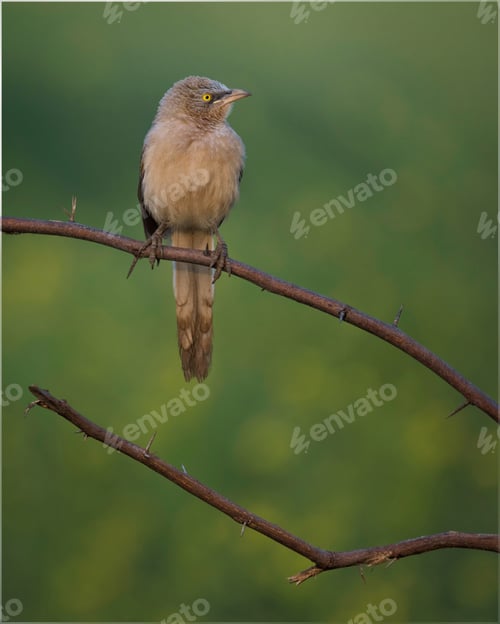 Preview: Babbler