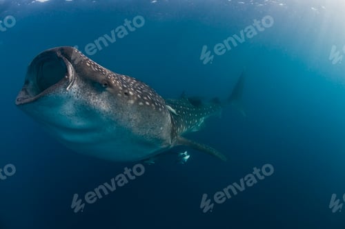 Preview: Whale shark (rhincodon typus) feeding on fish eggs in the caribbean waters of Isla Mujeres, Mexico