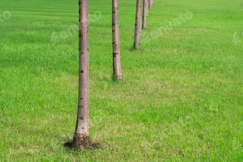 Preview: A row of trees stands on a field of green grass.