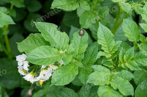 Preview: Green Nature Landscape with Potato Plant and Colorado Beetle