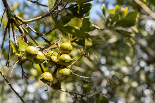 Preview: Macadamia nuts ready for harvesting