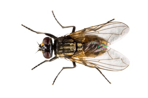 Preview: House fly on white background
