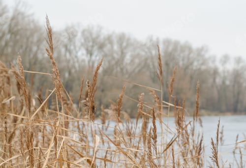 Preview: Winter season. Winter nature