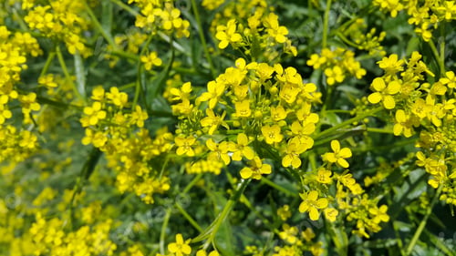 Preview: Beautiful wild yellow flowers