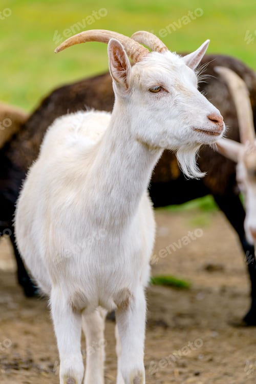 Preview: Selective of a beautiful white goat