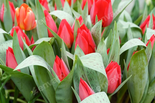 Preview: Tulips Showwinner.