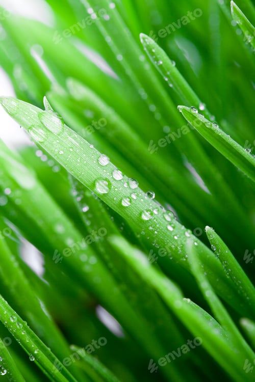 Preview: wet green grass
