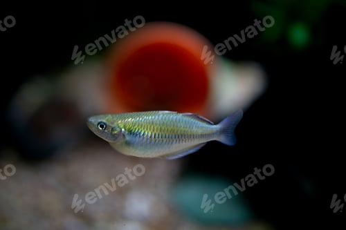 Preview: Rainbowfish Swimming in Planted Aquarium