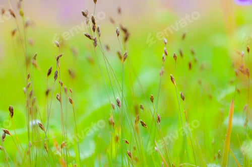 Preview: Beautiful wild flowers in a meadow, Flower background.