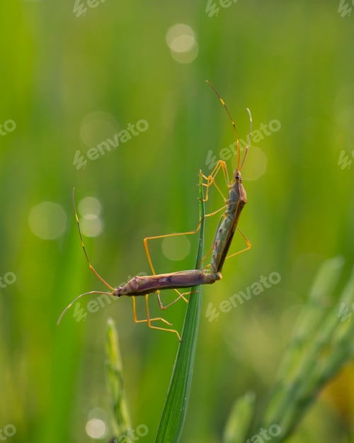 Preview: Mating Rice Ear Bug Sitting on Rice Plant
