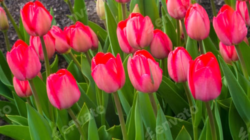 Preview: Tulips, petal, lovely, wallpaper, background