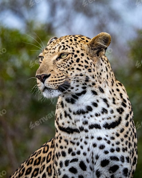 Preview: A portrait of a female leopard, Panthera pardus, looking out of frame