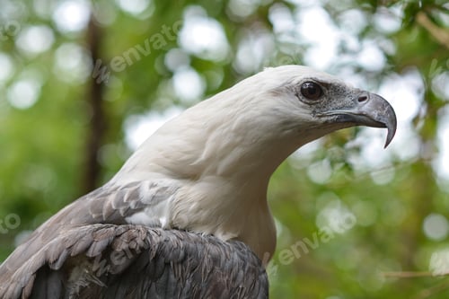 Preview: hawk closeup in the forest