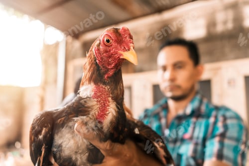 Preview: Breeder of fighting cocks in a corral holding his champion in his hand and looking at the camera.