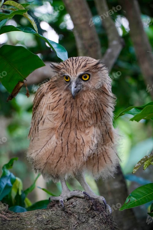 Preview: Buffy Fish Owl (Ketupa ketupu) chick at dawn resting on tree branch