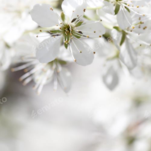 Preview: White crabapple blossoms