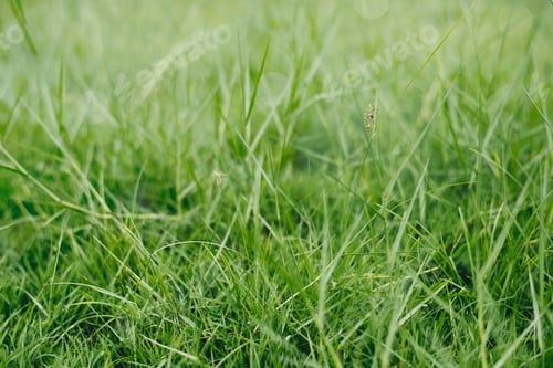 Preview: Natural green grass background