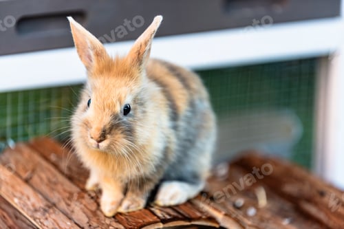 Preview: Cute bunny fluffy rabbit, Adorable rabbit on green garden nature background