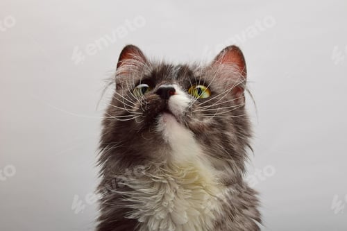 Preview: Close up portrait of gray domestic cat