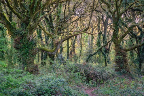 Preview: Anthropomorphic figures of ancient oak trees