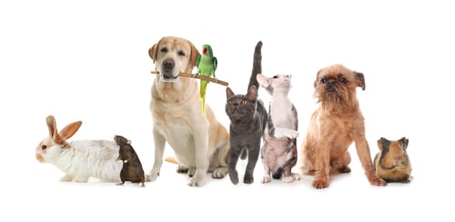 Preview: Group of cute pets on white background. Banner design