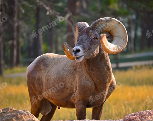 Preview: Closeup shot of a bighorn sheep in a forest in South Dakota