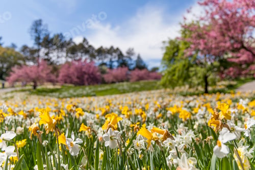 Preview: Daffodils field in spring