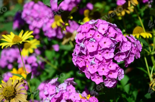 Preview: Purple garden Phlox paniculata, pink flowers summer background