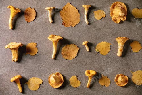 Preview: Forest chanterelle mushrooms