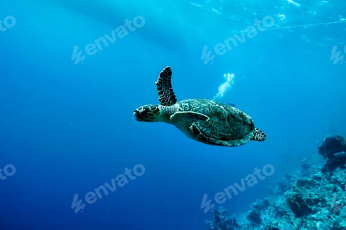 Preview: Green sea Turtle (Testudines) mammal swimming in tropical underwaters. Turtles in underwater wild