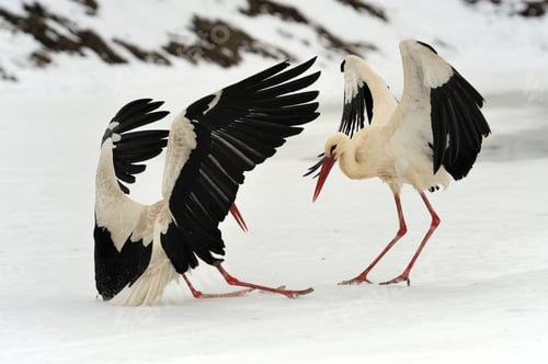 Preview: Stork
