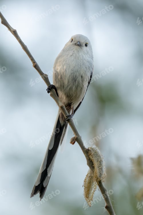 Preview: Long-Tailed Tit Sits On Branch