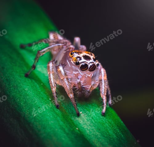 Preview: Macro shot of a spider on a green plant with a blurred background