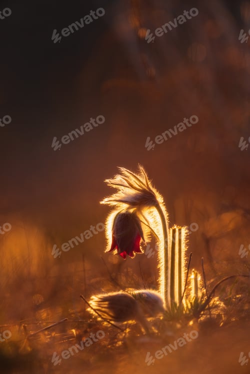 Preview: Black pasque flowers - Pulsatilla pratensis in early morning lights