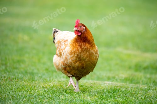 Preview: Brown Shaver Hen