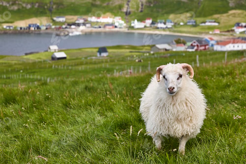 Preview: Sheep grazing on Faroe islands coastline. Green scenic landscape. Horizontal