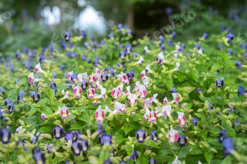 Preview: Torenia fournieri flowers blooming in the garden during spring time