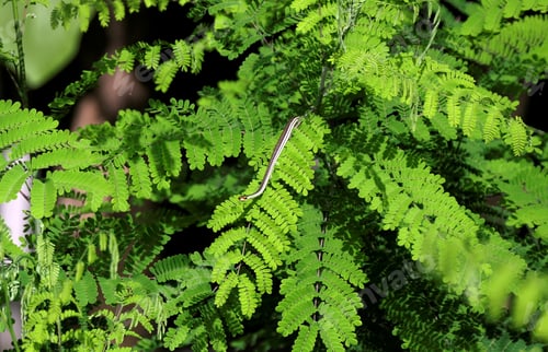 Preview: a plant with a green leaves that has been grown for many years